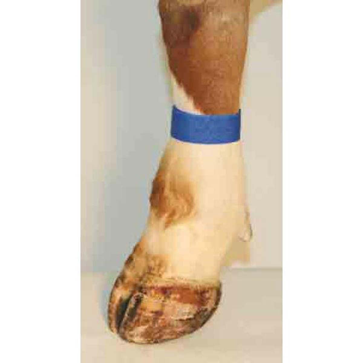 Ankle Straps Velcro Packet of 10 Blue - Default